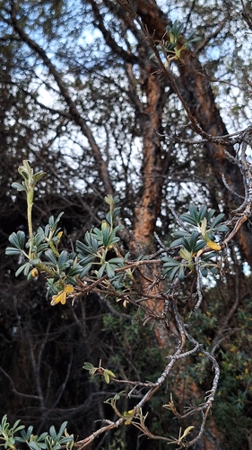 Polylepis incana, photograph 2