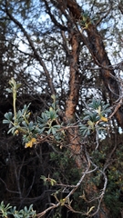 Polylepis incana, photograph (c) Denis Zabin, some rights reserved (CC BY)