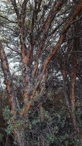 Polylepis incana, photograph 3