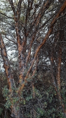 Polylepis incana, photograph (c) Denis Zabin, some rights reserved (CC BY)