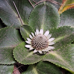 Eryngium humile