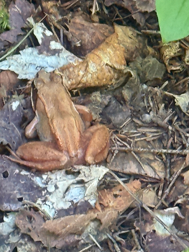 Wood Frog
