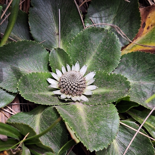Eryngium humile, photograph 1