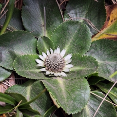 Eryngium humile, photograph (c) Denis Zabin, some rights reserved (CC BY)