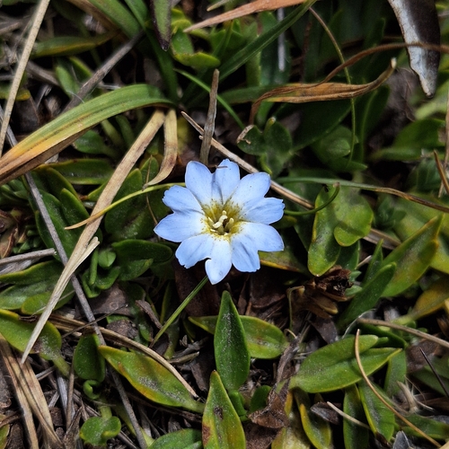 Gentiana sedifolia, photograph 4