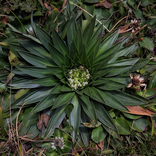 Valeriana rigida