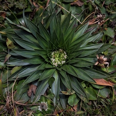 Valeriana rigida