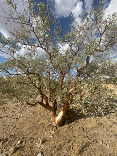 Blue Corkwood
