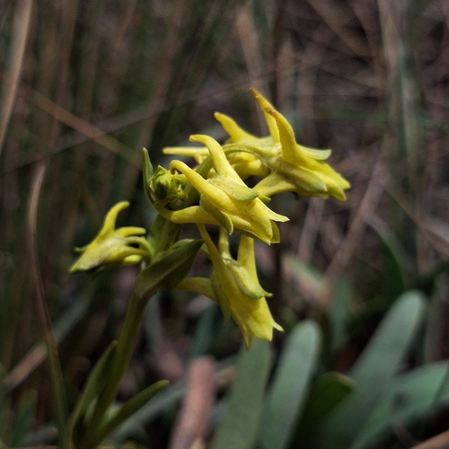 Halenia weddelliana, photograph 2