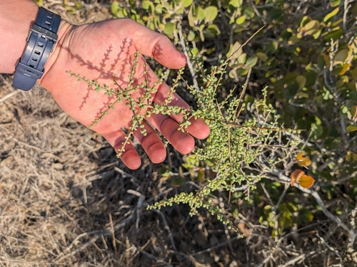 Lycium californicum