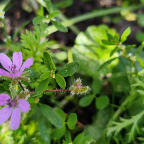 Redstem Stork's-bill