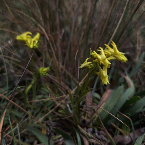 Halenia weddelliana, photograph 4