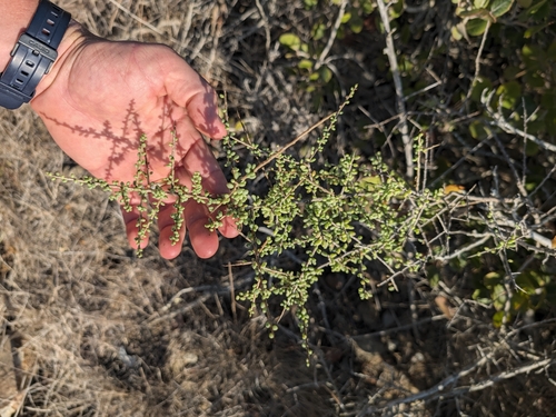 Lycium californicum, photograph 1