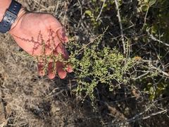 Lycium californicum, photograph (c) Konshau Duman, some rights reserved (CC BY)