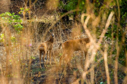 Western Roe Deer