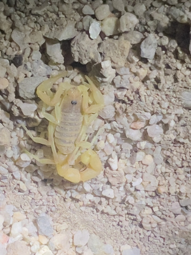 Small Thicktail Scorpion