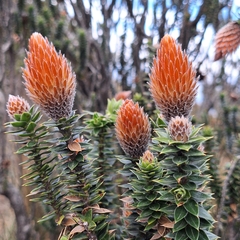 Chuquiraga jussieui
