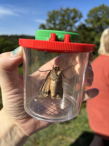 Large Yellow Underwing