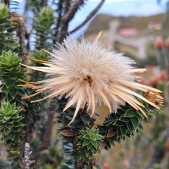 Chuquiraga jussieui, photograph (c) Denis Zabin, some rights reserved (CC BY)