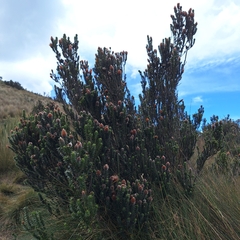 Chuquiraga jussieui, photograph (c) Denis Zabin, some rights reserved (CC BY)