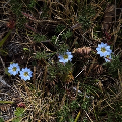 (c) Denis Zabin, some rights reserved (CC BY) Gentiana sedifolia, photograph (c) Denis Zabin, some rights reserved (CC BY)
