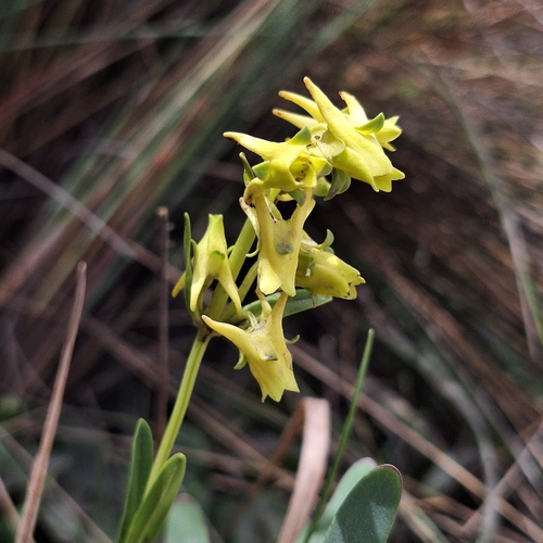 Halenia weddelliana