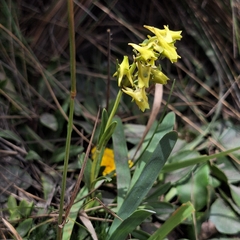 Halenia weddelliana, photograph (c) Denis Zabin, some rights reserved (CC BY)