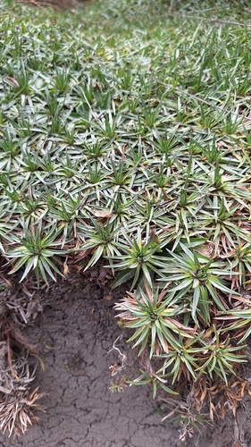 Plantago rigida, photograph 1