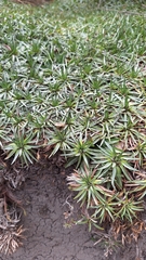 Plantago rigida