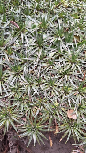 Plantago rigida, photograph 2