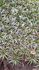 Plantago rigida, photograph (c) Denis Zabin, some rights reserved (CC BY)