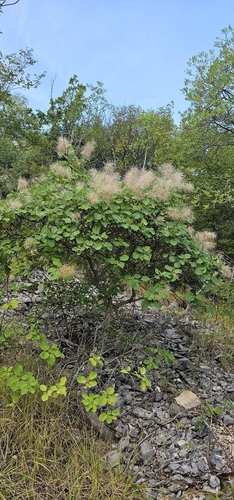 Smokebush