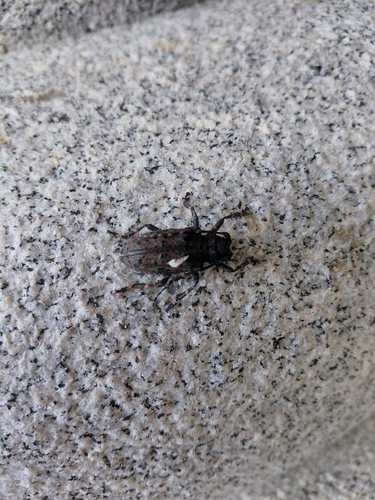 Oak Longicorn Beetle