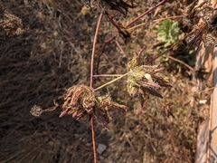 Cordylanthus rigidus, photograph (c) Konshau Duman, some rights reserved (CC BY)