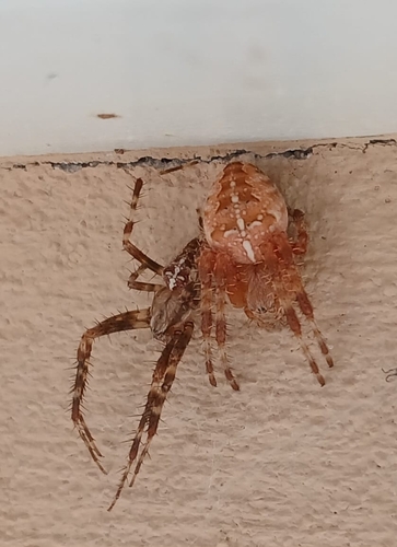 Cross Orbweaver