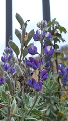 Lupinus pubescens