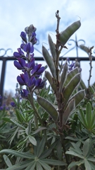 Lupinus pubescens, photograph (c) Denis Zabin, some rights reserved (CC BY)
