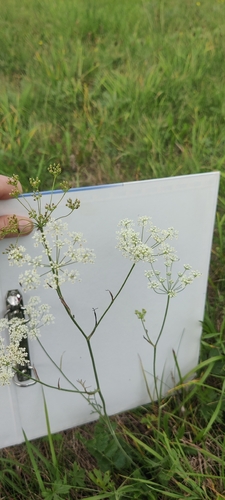 Burnet-saxifrage