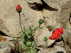 Papaver somniferum somniferum