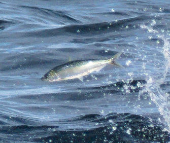 A herring leaping clear of choppy blue-grey water, its silver body angled upward
