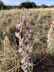 Delphinium wootonii