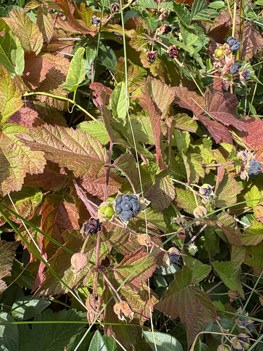 European dewberry