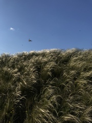 Stipa tirsa