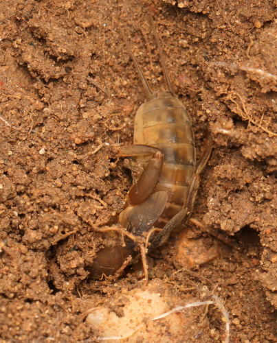 African Molecricket photo 4