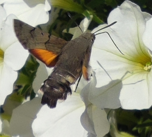 Eurasian Hummingbird Hawkmoth