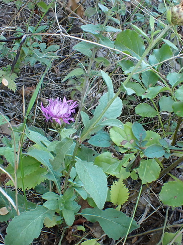 Centaurea nigrescens, photograph 5