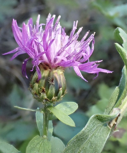 Centaurea nigrescens, photograph 4