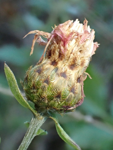 Centaurea nigrescens, photograph 6