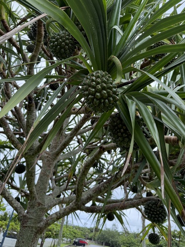 Pandanus utilis observed 2026-09-06