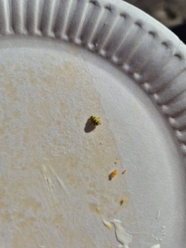 22-spot Ladybird